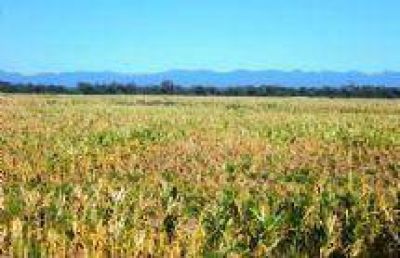Prorrogan plazos para presentar declaraciones juradas sobre emergencia agropecuaria