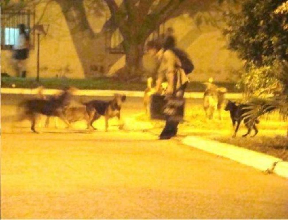 La esquina de Arturo Jaureche y 20 de junio en Don Enrique, virtualmente dominada por perros sueltos