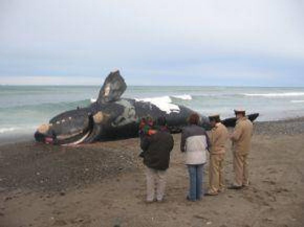   El Gobierno Se Prende En La Discusi�n Por La Mortandad De Ballenas