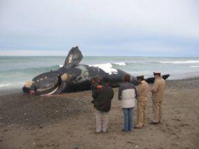   El Gobierno Se Prende En La Discusi�n Por La Mortandad De Ballenas