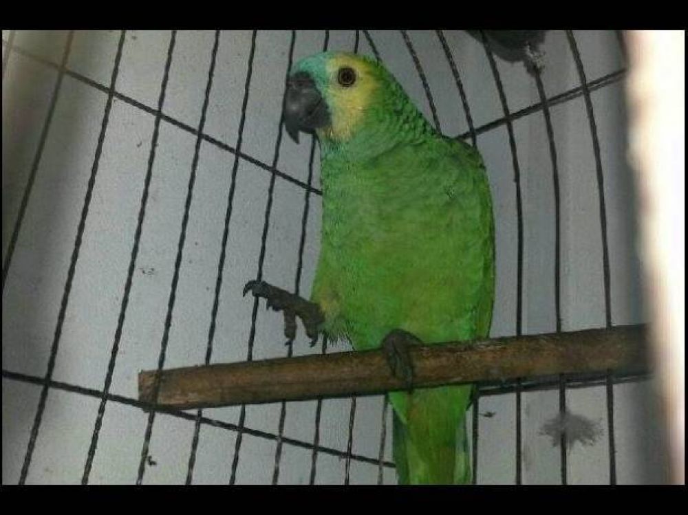 Ofrecen recompensa por un loro robado en el barrio Paran� 90