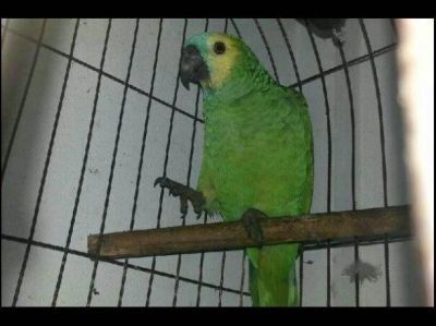 Ofrecen recompensa por un loro robado en el barrio Paran� 90