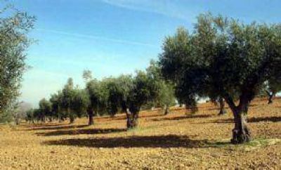 Reglamentaron la ley que condona deuda a productores locales