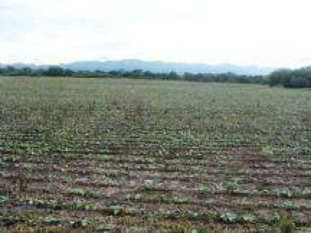 Naci�n prepara ayuda por $30 millones para asistir a productores salte�os por la sequ�a