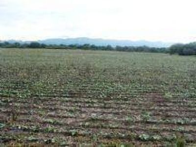 Naci�n prepara ayuda por $30 millones para asistir a productores salte�os por la sequ�a