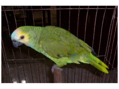 Aseguran que no hay personas habilitadas en la provincia para vender aves ex�ticas