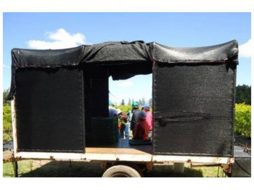 Denunciaron a productor por explotar laboralmente a tres ni�os en Chajar�