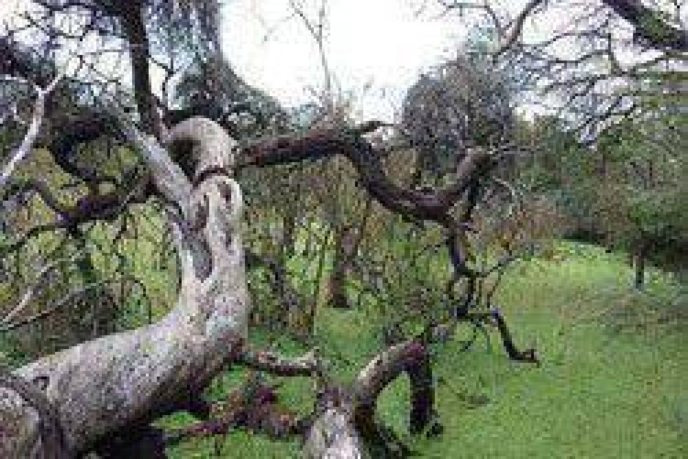 Asignan Categor�a I a La Fidelidad para proteger la biodiversidad del bosque nativo