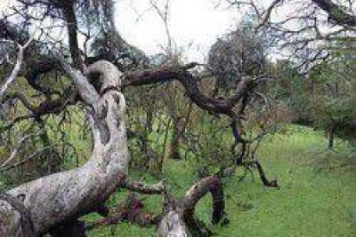 Asignan Categor�a I a La Fidelidad para proteger la biodiversidad del bosque nativo