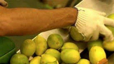 Limones tucumanos, cerca de ingresar a M�xico