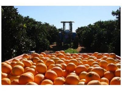 Productor citr�cola encerr� a funcionarios de Trabajo y del Sindicato de la Fruta