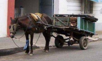Erradicar�n la circulaci�n de veh�culos de tracci�n a sangre