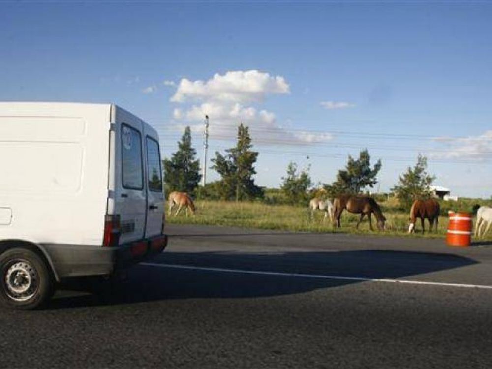 Autopista: riesgo por animales sueltos