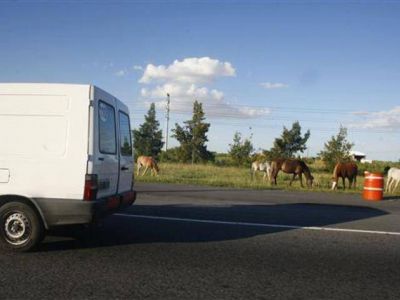 Autopista: riesgo por animales sueltos