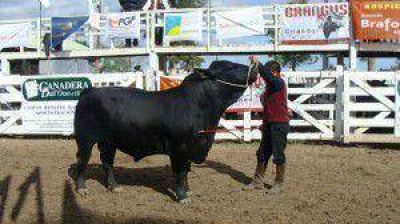 Se viene una de las m�ximas fiestas de la ganader�a formose�a