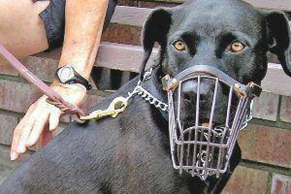 Se multiplican las denuncias por ataque de perros peligrosos