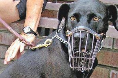 Se multiplican las denuncias por ataque de perros peligrosos