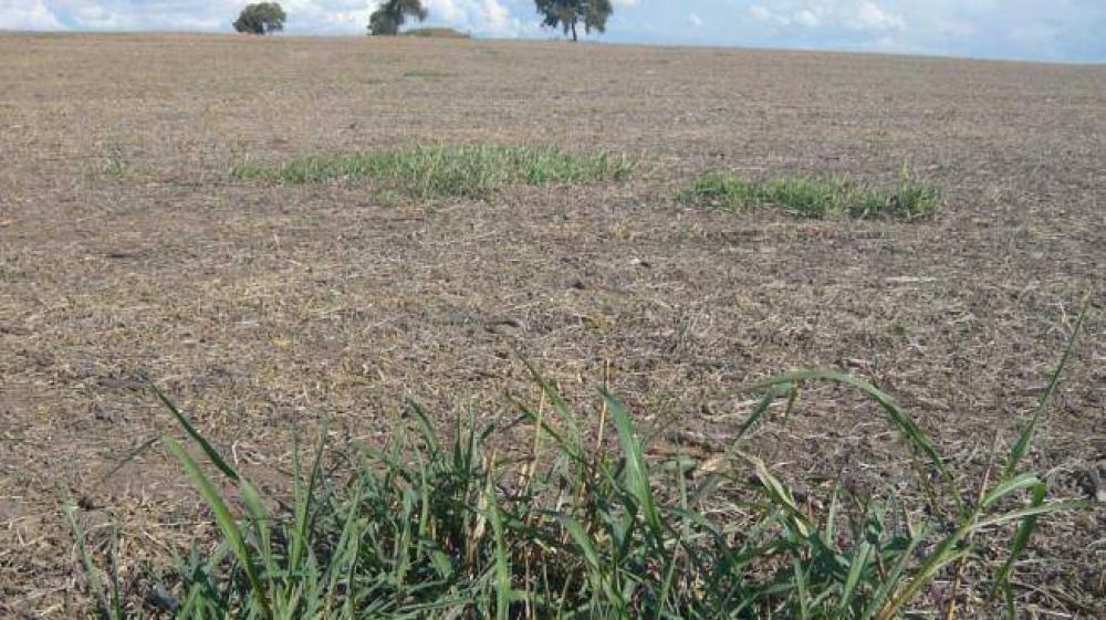 Ambientalistas piden que se foreste con aut�ctonas