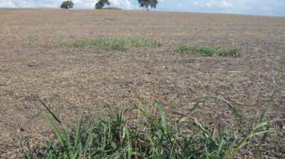 Ambientalistas piden que se foreste con aut�ctonas