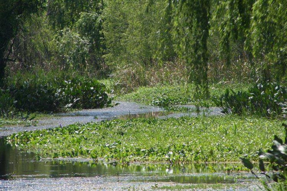 Por la fumigaci�n con agroqu�micos se proponen cuidar las cuencas de agua