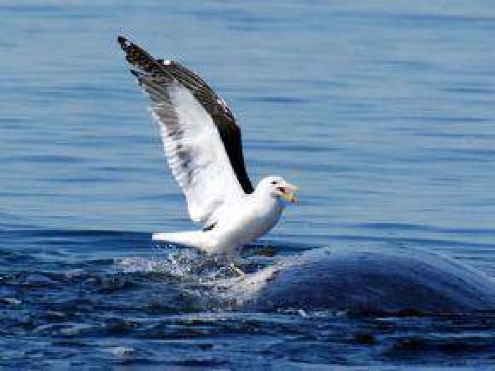   Cient�ficos, Ecologistas, Empresas y Gobierno En El Negocio De Las Ballenas