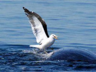   Cient�ficos, Ecologistas, Empresas y Gobierno En El Negocio De Las Ballenas