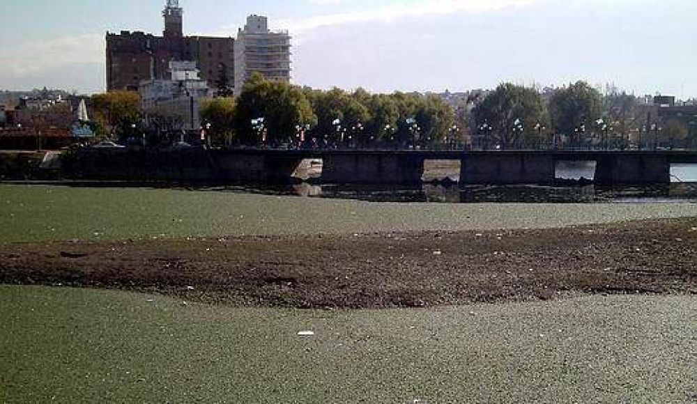 Otra vez un manto de algas verdes cubre el r�o San Antonio