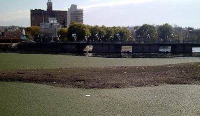 Otra vez un manto de algas verdes cubre el r�o San Antonio