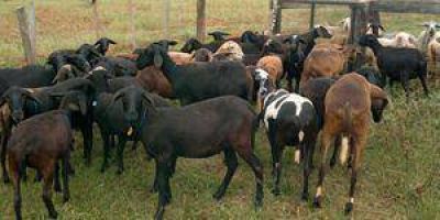 Promueven producci�n de ovejas sin lana