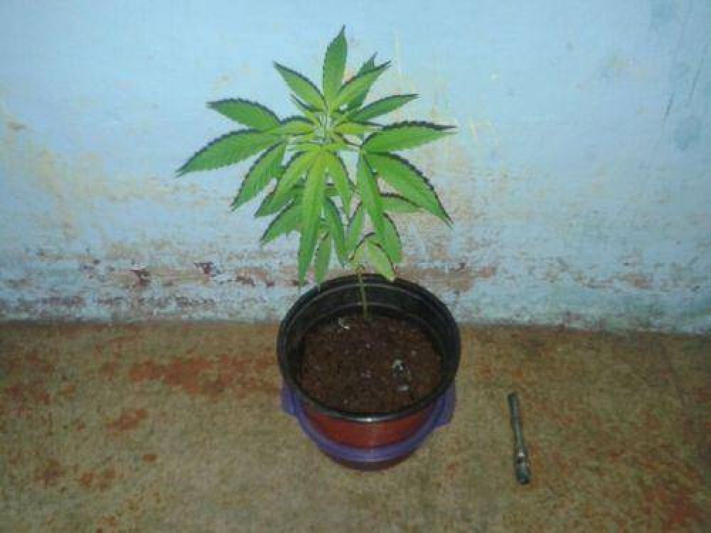 Dos peligrosos delincuentes, armados y con una planta de marihuana, fueron detenidos por atacar a un hombre