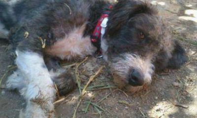 En Bonpland uno de cada cuatro perros tiene leishmaniasis