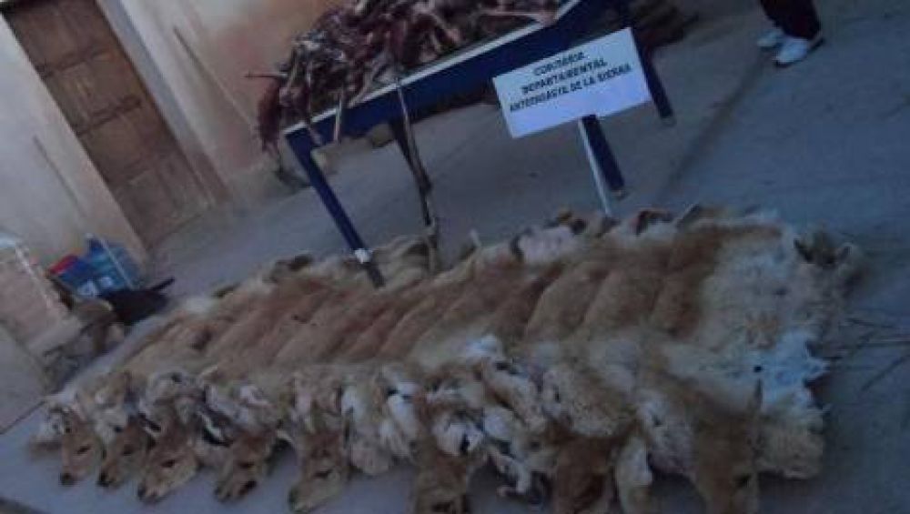 Detienen a cazador con 17 cueros de Vicu�a en Antofagasta de la Sierra
