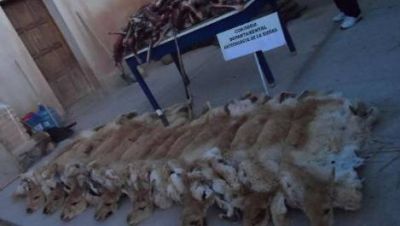 Detienen a cazador con 17 cueros de Vicu�a en Antofagasta de la Sierra