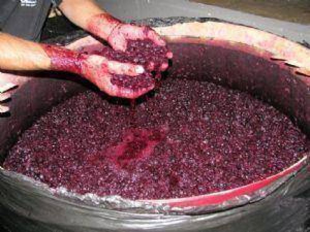 Crece la demanda vit�cola en el mundo