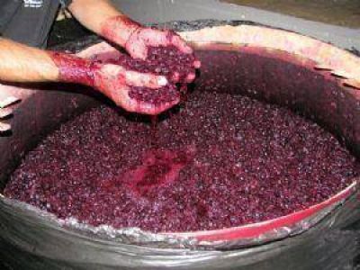 Crece la demanda vit�cola en el mundo