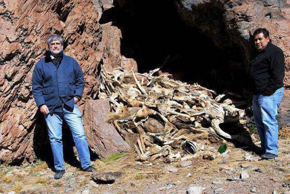 Observan desprotecci�n de un ecosistema singular y denuncian matanza de vicu�as