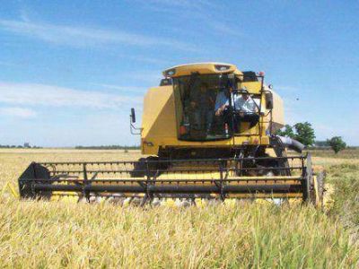 La producci�n de arroz cay� un 13,5 por ciento en Entre R�os 