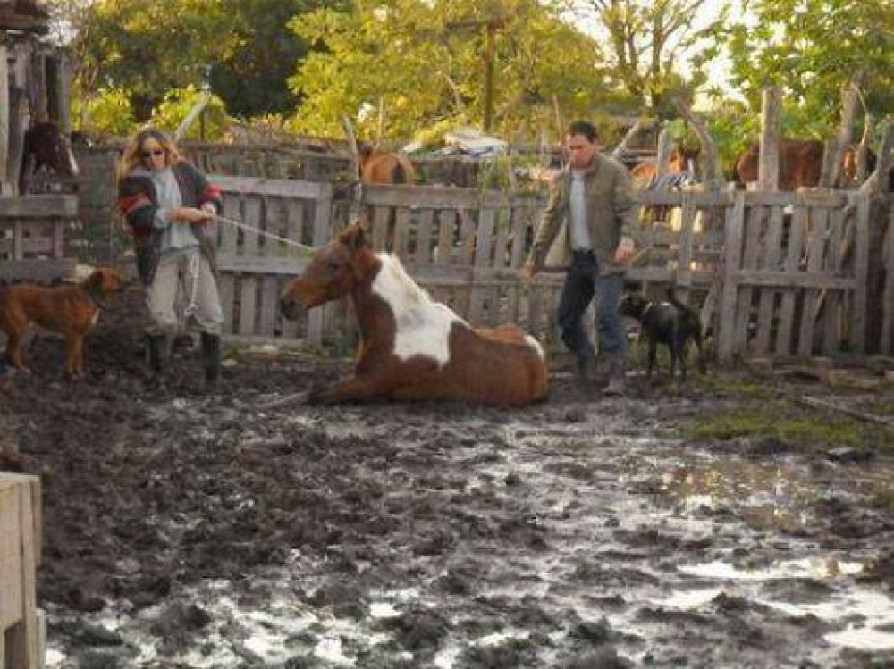 Mapac y un esfuerzo constante para el rescate de caballos maltratados
