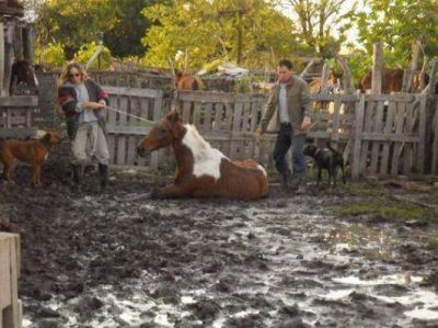Mapac y un esfuerzo constante para el rescate de caballos maltratados