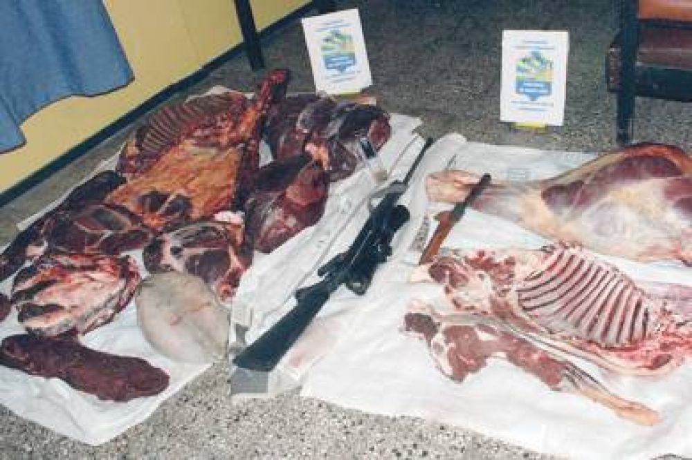 Secuestran gran cantidad de carne silvestre y ovina