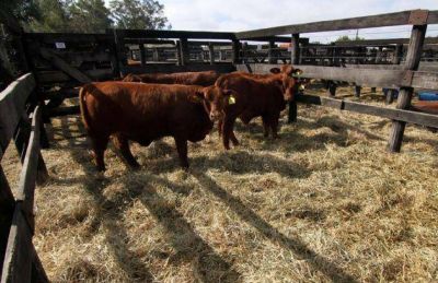 Arranca La Naci�n Ganadera Norte con lo mejor de la raza Brangus