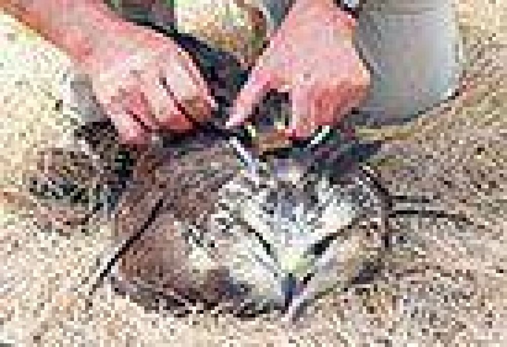 Encuentran muerta a un �guila coronada