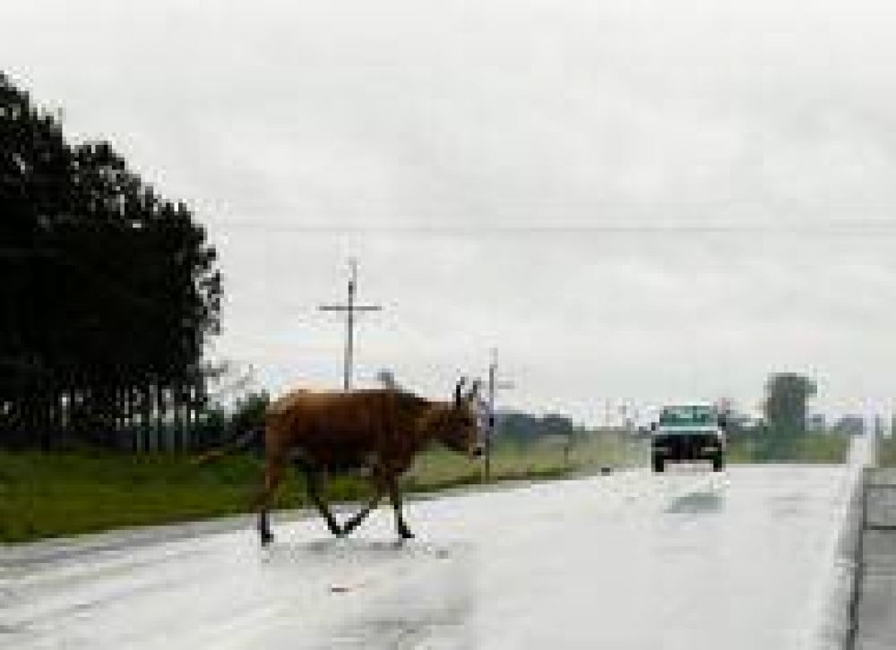 Cuatro heridos en Rosario de la Frontera tras accidentes provocados por animales sueltos en la ruta