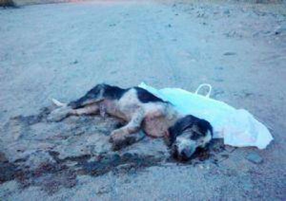 La Justicia busca responsables por el envenenamiento de perros