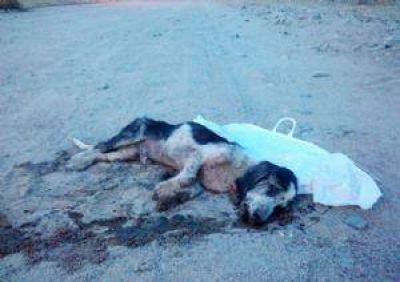 La Justicia busca responsables por el envenenamiento de perros