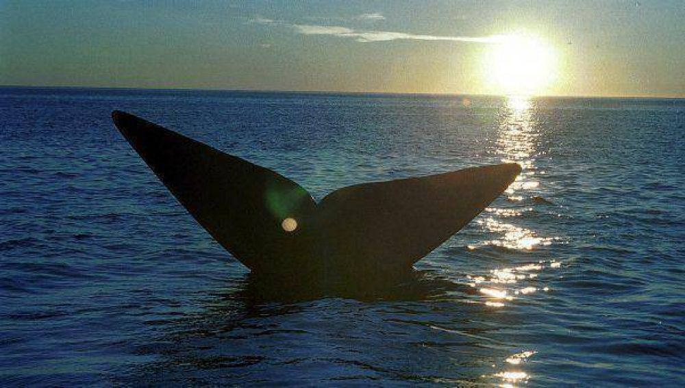 Comenz temporada de avistaje de ballenas en Valds
