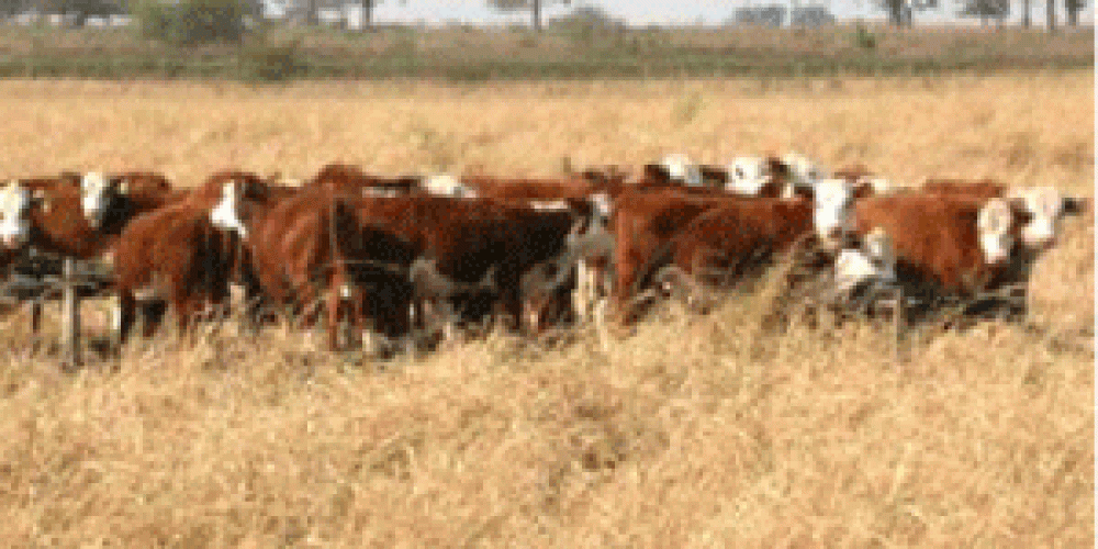 Buen posicionamiento de las carnes formose�as
