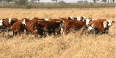 Buen posicionamiento de las carnes formose�as
