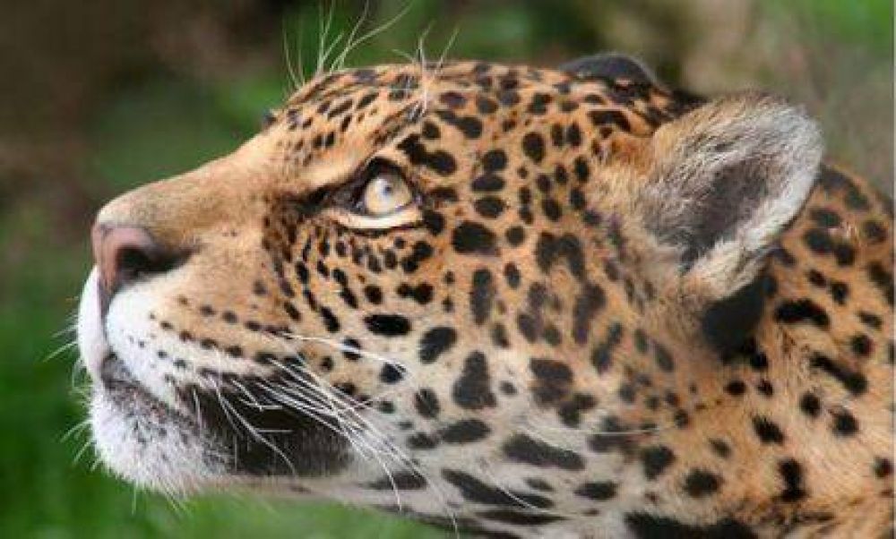 Atropellan hasta 5 animales silvestres por d�a, en �reas protegidas