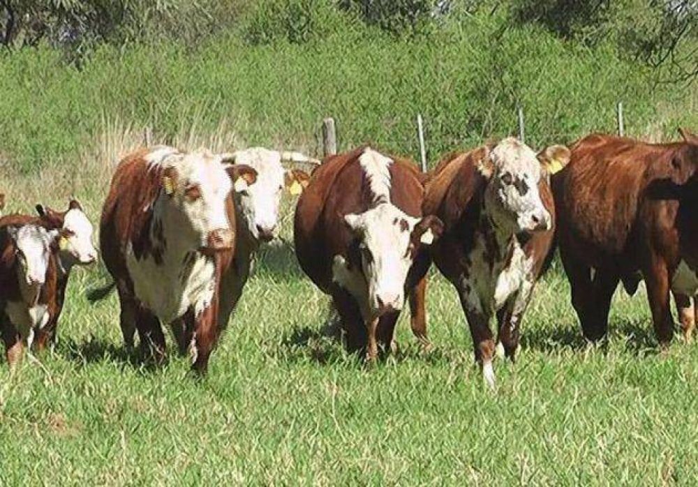 Agronea 2013 contin�a con los trabajos preliminares para el sector ganadero
